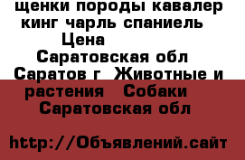 щенки породы кавалер кинг чарль спаниель › Цена ­ 50 000 - Саратовская обл., Саратов г. Животные и растения » Собаки   . Саратовская обл.